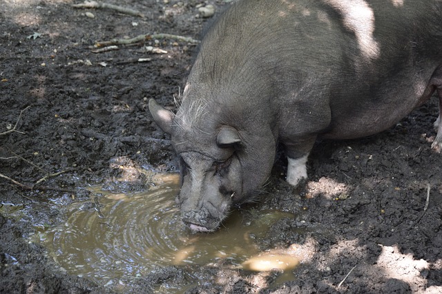 凈勝分機制 凈勝分機制
